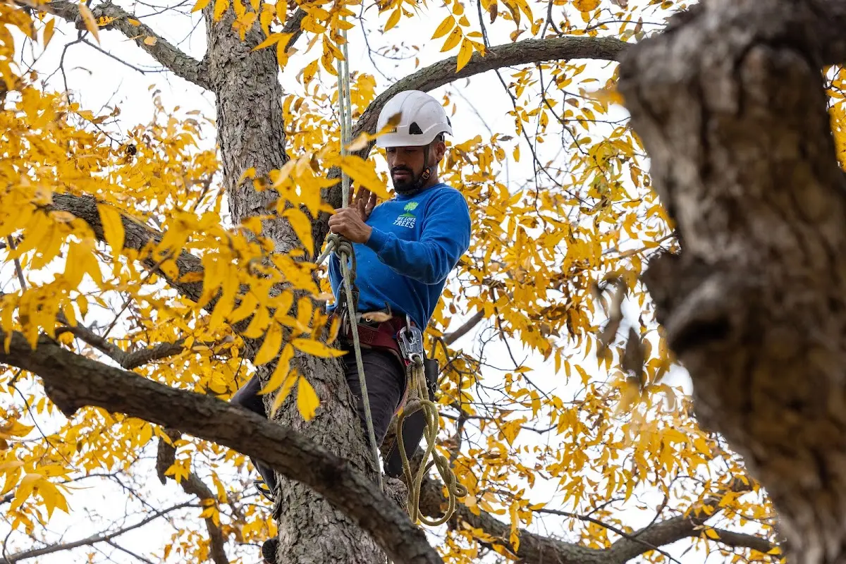 Skilled Tree Transplanting crew working in Weems